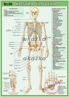 obálka: Kostra človeka