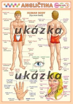 obálka: Obrázková angličtina 3 - ľudské telo
